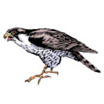 School_Roosevelt ES Selma